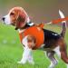 Joyal Reflective Soft Padded Dog Harness - Air-Mesh Breathable for XL Medium Dogs (55-61cm) - Orange - Buy Online on GoSupps.com