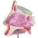 Nasal Cavity Model - Nose Anatomical Model - for Medical Research Doctor Patient - Buy Online on GoSupps.com