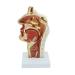 JUJNE Nasopharyngeal and Laryngeal Lesion Model Nasal Cavity Pathological Model Nasal Cavity Magnification Model is Suitable for Medical Teaching