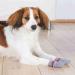 Trixie 19504 Dog Socks - Anti-Slip Large (L) Grey - 2 Pcs - Ideal for Dogs | International Shipping Available - Buy Online on GoSupps.com