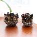 Natural Smokey Quartz Tea Crystal Cluster Stones Crystal Point Specimen Home Decoration Raw Crystals (Color : Smokey Quartz Size : 400-500g) 400-500g Smokey Quartz - Buy Online on GoSupps.com