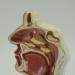 JUJNE Nasopharyngeal and Laryngeal Lesion Model Nasal Cavity Pathological Model Nasal Cavity Magnification Model is Suitable for Medical Teaching - Buy Online on GoSupps.com