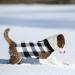 Yaodhaod Premium Dog Vlies Vest - Stylish Sweater Jacket for Small Dogs | Perfect for Chihuahuas French Bulldogs & More! - Buy Online on GoSupps.com