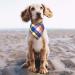 SLSON 14 Pack Dog Bandanas Plaid Dog Scarf Washable Triangle Pet Bibs Kerchief for Puppy Small Dog and Medium Dog Cat Pets - Buy Online on GoSupps.com