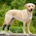 Dog Knee Brace 2 Pcs Canine Rear Hock Joint Brace Support Helps Relieve Injured Dislocated Patella Arthritis or Diseased Pet's Legs Dog Leg Braces for Back Leg|Black (XL) - Buy Online on GoSupps.com