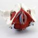 Movable Pelvis Model with Bendable Skeleton - Ideal for Postnatal Rehabilitation & Uterus Repair | Anatomy Teaching Aids - Buy Online on GoSupps.com