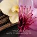 Air Wick Botanica Reed Diffuser - Vanilla & Himalayan Magnolia | Natural Air Freshener for Home & International Shipping - Buy Online on GoSupps.com