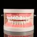 Pusokei Standard Tooth Model - PVC Dental Study Model with 28 Teeth & Soft Gums for Kids | Ideal for Clinics & Hospitals - Teach Brushing! - Buy Online on GoSupps.com