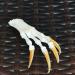 Wixine Fox Feet Articulated Bones Claws | Taxidermy Art Supplies - Buy Online on GoSupps.com