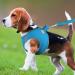Joyal Dog Harness | Reflective Soft Padded Air-Mesh for Medium & XL Dogs | Breathable Baby Blue 55-61cm - Buy Online on GoSupps.com