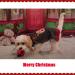 Buy Abrrlo Christmas Dog Sweater | Winter Pet Knit Fashion | Warm & Stylish Holiday Gift for Small Dogs - Buy Online on GoSupps.com