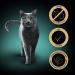 Sheba Creamy Snacks - Chicken & Cheese Gel for Cats | 63 Sticks - Hand-Lickable Treats - Buy Online on GoSupps.com
