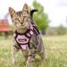 Breakproof Cat Dish Set with Adjustable Reflective Vest for Small Kittens - Pink XXS - Buy Online on GoSupps.com