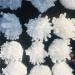Natural Crystal Cluster Specimen Ore Quartz Stone Raw Crystals Home Gift ZJGIDTEM (Size : 300-400g) - Buy Online on GoSupps.com