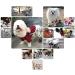 Dog Wheelchair Aluminum Alloy Pet Wheelchair 2-Wheel Full Support Pet Rehabilitation Wheelchair Pet Wheelchair Cart for Hind Leg Rehabilitation Disabled Dog Medium - Buy Online on GoSupps.com