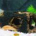 CTPENG Aquarium Cave - Kunst Resin Betta Decoration - Ideal for Small & Medium Aquariums (Harz 13.5x9x5.5 cm) - Buy Online on GoSupps.com