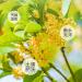  HQZMCTE Natural Osmanthus Dried Flower Herbal Tea 50g Osmanthus Fragrans Herbal Tea - Buy Online on GoSupps.com