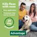 Advantage 100 Flea Spot On Treatment For Dogs 1 Pipette 1.0ml 4-10kg - Buy Online on GoSupps.com