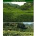 Dragon Well Longjing Tea Fresh Dragonwell Green Tea Leaf Picked Before Qingming 1.8oz./50g of Top Class  - Buy Online on GoSupps.com