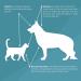 Pet MD Medicated Shampoo for Dogs  Cats & Horses - Chlorhexidine & Ketoconazole  16 Oz - Soap & Paraben Free - Buy Online on GoSupps.com