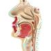 Life Size Nasal Cavity Model Anatomical Oral Throat Model Nasopharyngeal Cavity ENT Medical Educational Training Aid - Buy Online on GoSupps.com