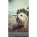 Canimove Immune Maxi Savings Package - 300 Capsules for Dog Immune Support | CAD SLO IBD Relief - Buy Online on GoSupps.com
