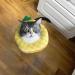 JVHLOV Cat Recovery Collar Adjustable Cat Cone Collar Cute Post-Surgery Neck Cone Protective Wound Healing Elizabethan Collars Soft Cat Cones After Surgery for Cats Kittens - Buy Online on GoSupps.com
