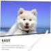 Happyyami 5pcs Pet Toothbrush Oral Cleaning Toothbrush Dog Toothbrushes Pet Supplies Toothpaste Small 1 count (Pack of 1) Whitex5pcs - Buy Online on GoSupps.com