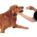 Pet Piller - Plastic Pill Dispenser for Dogs & Large Cats - 2 Pack - Buy Online on GoSupps.com