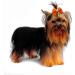 Pet Show 10 Pack Small Dog Hair Clips Bow French Barrette Bows Accessories for Yorkie Teddy Grooming - Buy Online on GoSupps.com
