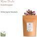 Organic Damascus Rose Buds Bio Tea - Comfortingly Sweet Pink Damascena - Rose Blossom & Petals - Premium 700g & 350g Rose Cereals - Buy Online on GoSupps.com