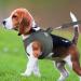 Joyal Reflective Dog Harness & Soft Padded Air-Mesh Dishes for Medium to XL Dogs | Comfortable & Breathable | International Shipping Available - Buy Online on GoSupps.com