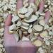 Zercumm Mulberry Twig 500G Slice Mulberry Twig - Buy Online on GoSupps.com