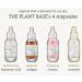 The Plant Base Time Stop Quesera Ceramide Ampoule 30ml - Korean Anti-Aging & Whitening Skincare with 69% Rice Extract | K-Beauty Essential - Buy Online on GoSupps.com