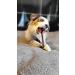 Bully Bunches Collagen Wrapped in Beef Bully Stick | All-Natural Long Lasting Dog Chew | Dental Stick for Avid Chewers (6 Inch 10 Pack) - Buy Online on GoSupps.com