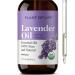 Plant of Life Essential Oil - 100% Pure and Natural - Therapeutic Grade Essential Oil with Dropper (Lavender 2 oz (60mL))