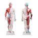 UIGJIOG Human Acupuncture Model Acupuncture and Muscles Unisex Adults 60cm Acupuncture Model of the Human Body Acupuncture-Schrancing point model for acupuncturists
