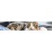 Virbac Feluro 60ml | Supplementary Feed for Cats | Supports Urinary Tract Health & Cell Health | Oxidative Stress Relief - Buy Online on GoSupps.com