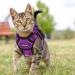Breakproof Cat Leash Set & Adjustable Soft Vest for Kittens - Reflective Stripes & Purple Dishes (Small) - Buy Online on GoSupps.com