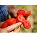 Bianco DiNapoli Organic Crushed Tomatoes, 28 oz (Pack of 6) - California Vine-Ripened Plum Tomatoes - Buy Online on GoSupps.com