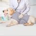 Yukool anxiety coat for dogs light wrap vest dog's anxiety jacket uses for immediate therapy for overvoltage for flash light and fireworks to keep calming comfort L gray l gray
