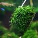 SENZEAL 10pcs Aquarium Plants Mesh - Stainless Steel Moss Pads for Fish Tanks | Ideal Aquatic D cor - Buy Online on GoSupps.com