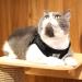 MYKOMI Comfort Step-in Cat Harness and Leash Set - Escape Proof Pet Vest for Small Animals - M 3-4.5KG Black - Buy Online on GoSupps.com