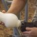 BESS Calf 2qt Nursing Feeding Bottle with Leak-Free Snap On Nipple - Buy Online on GoSupps.com