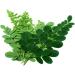 Black Seed Bitters with Moringa 3 x 16 oz Bottles for Detox - Gye Nyame Blend | Save Now - Buy Online on GoSupps.com