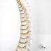 3B Scientific A18/21 Mini Human Spinal Column Model "Flexible" on Base 17.3-Inch Height - Buy Online on GoSupps.com
