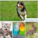 Sky Blue Dog Clicker - Adjustable Pet Training Tool for Dogs Cats & Horses - Improve Training with Finger Clicker - Buy Online on GoSupps.com