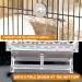 Automatic Bird Feeder No Mess Bird Feeder Acrylic Bird Cage Feeder Hanging Seed Food Container Perch Cage Accessories for Small Medium Budgerigar Canary Cockatiel Finch Parakeet Easy to Install Clean A-Transparent - Buy Online on GoSupps.com