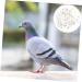 Sosoport 200 Pcs Pigeon Anklet Bird Supplies Chicken Tags Duck Charms Cuff Plastic White Chick Supplies 1.3X1.3CMx2pcs Whitex2pcs - Buy Online on GoSupps.com