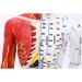 Model Anatomy Professional Medical Acupuncture Male 60cm Super Clear Lettering Half Skin Half Muscle Acupoint Model - Buy Online on GoSupps.com